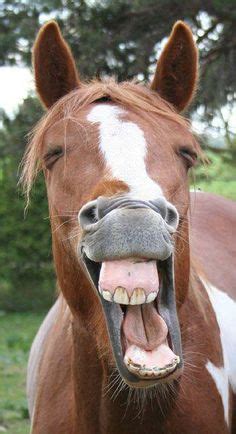 cavalo sorrindo - sela de cavalo